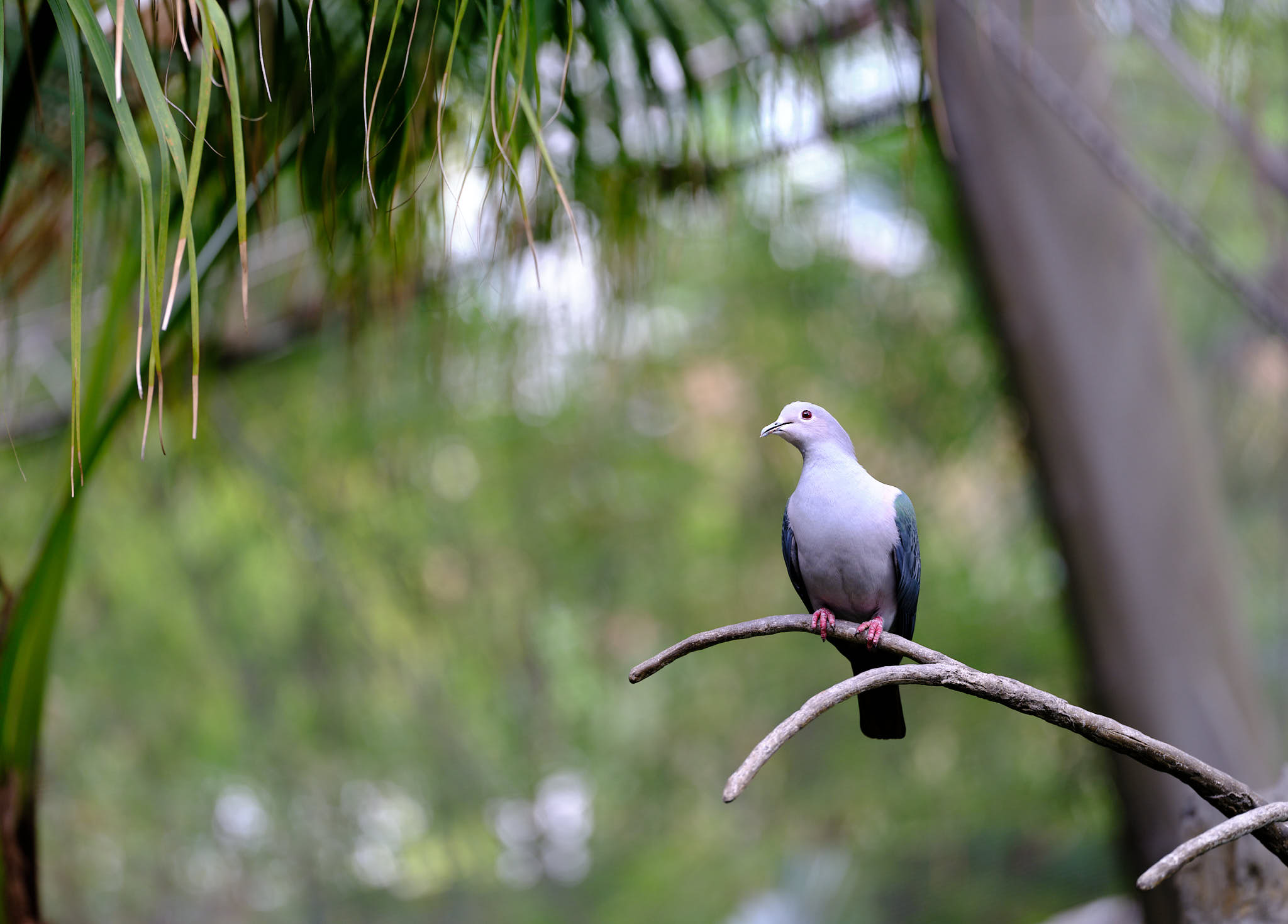 Bird in the Edward Youde Aviary of Hong Kong Park