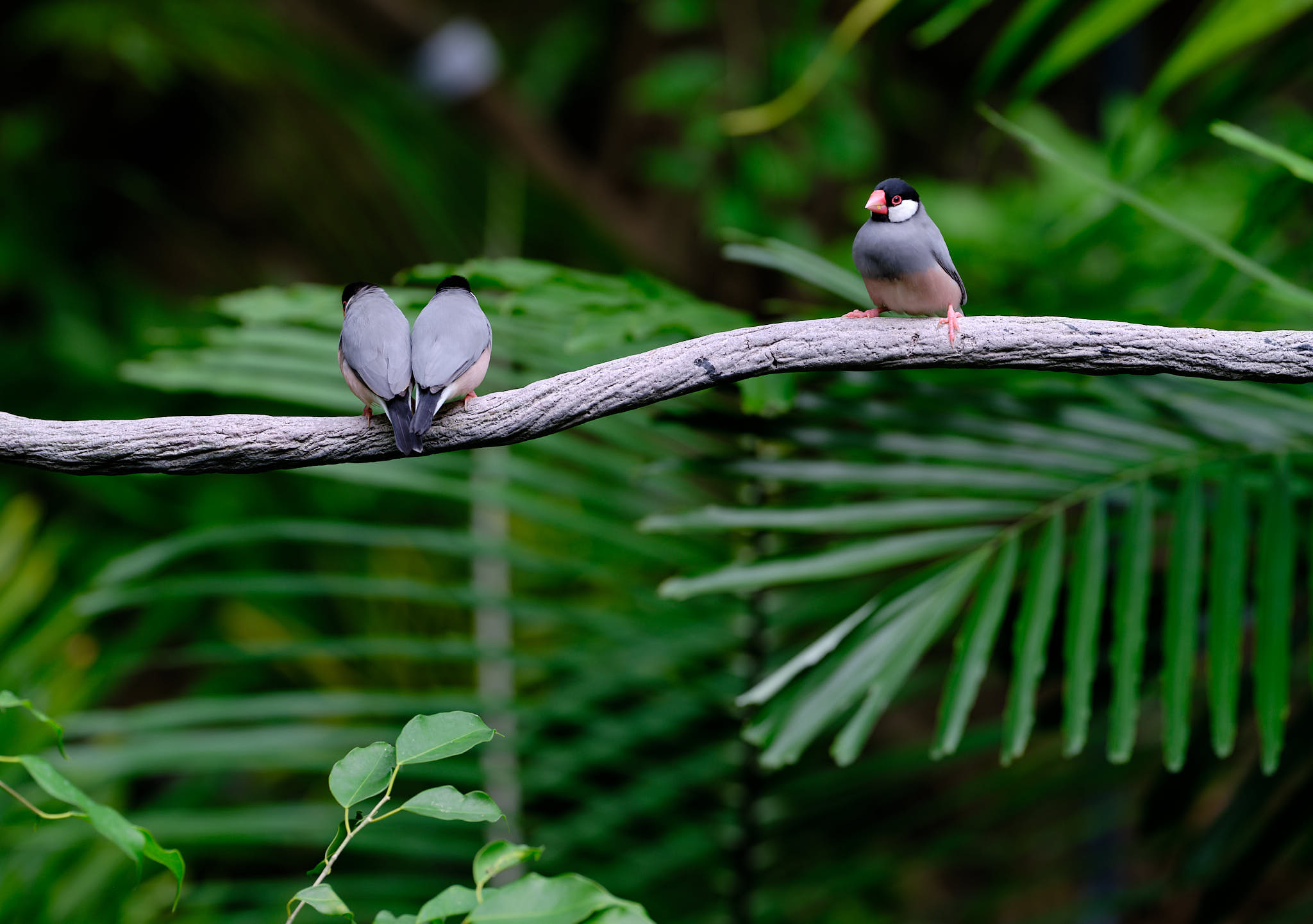 Love birds in the Edward Youde Aviary of Hong Kong Park