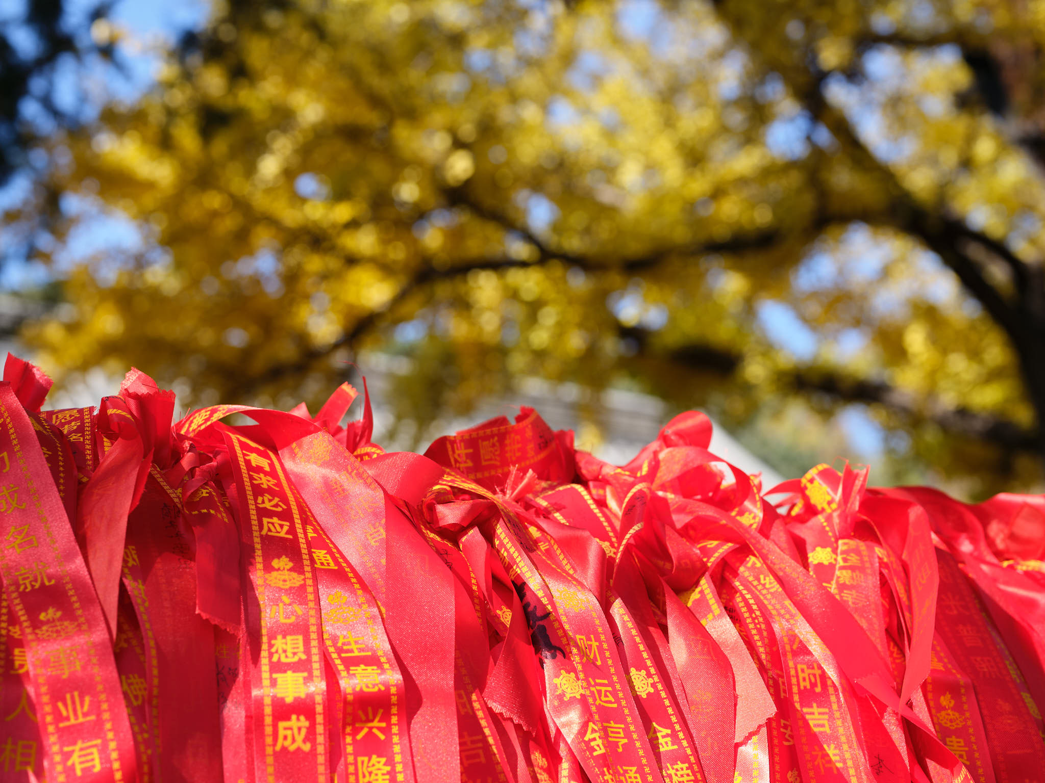 Ribbons in front of temple with yellow autumn leaves in Yanqi Lake of Beijing