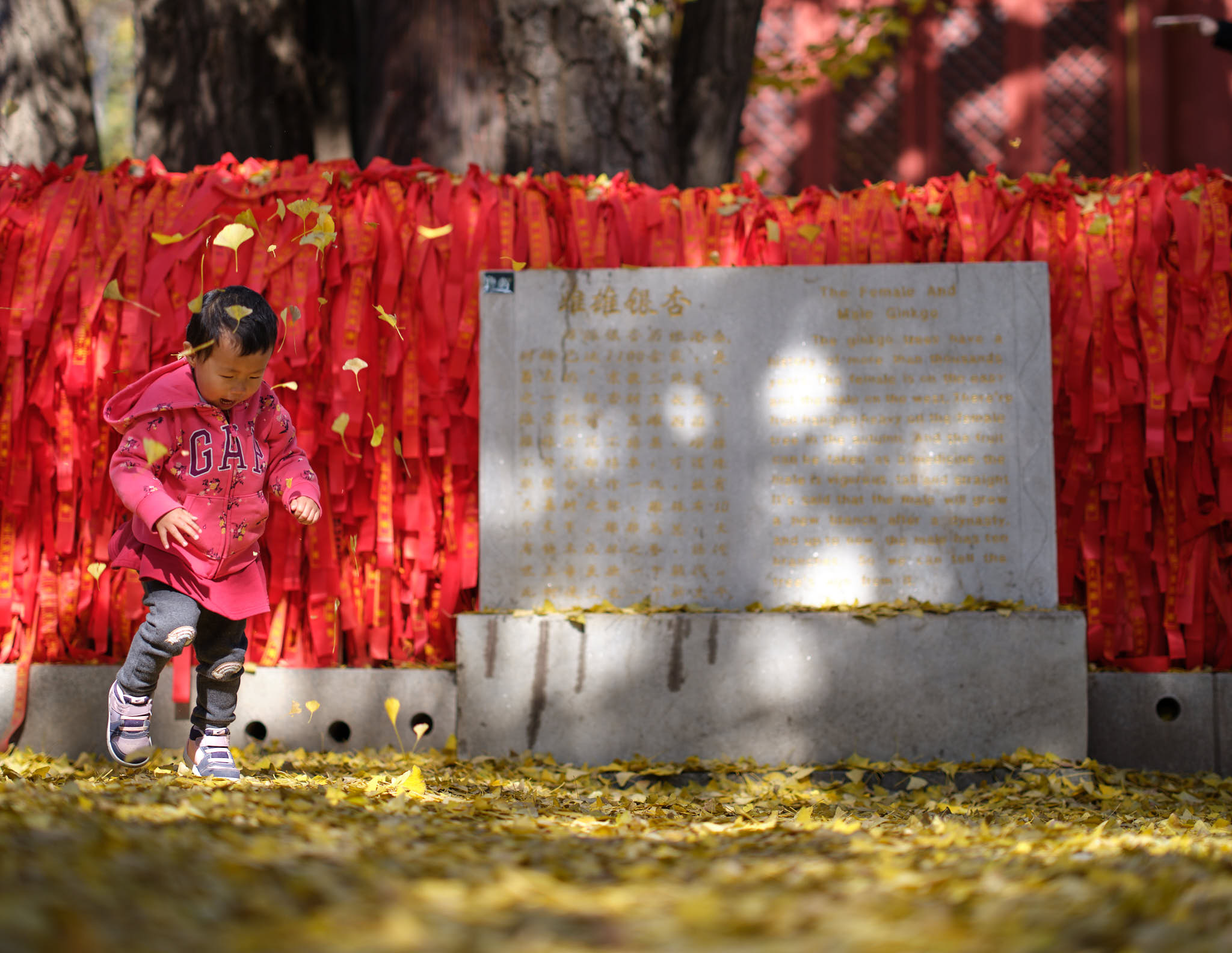 Kid playing with flying autumn leaves at temple in Yanqi Lake Beijing