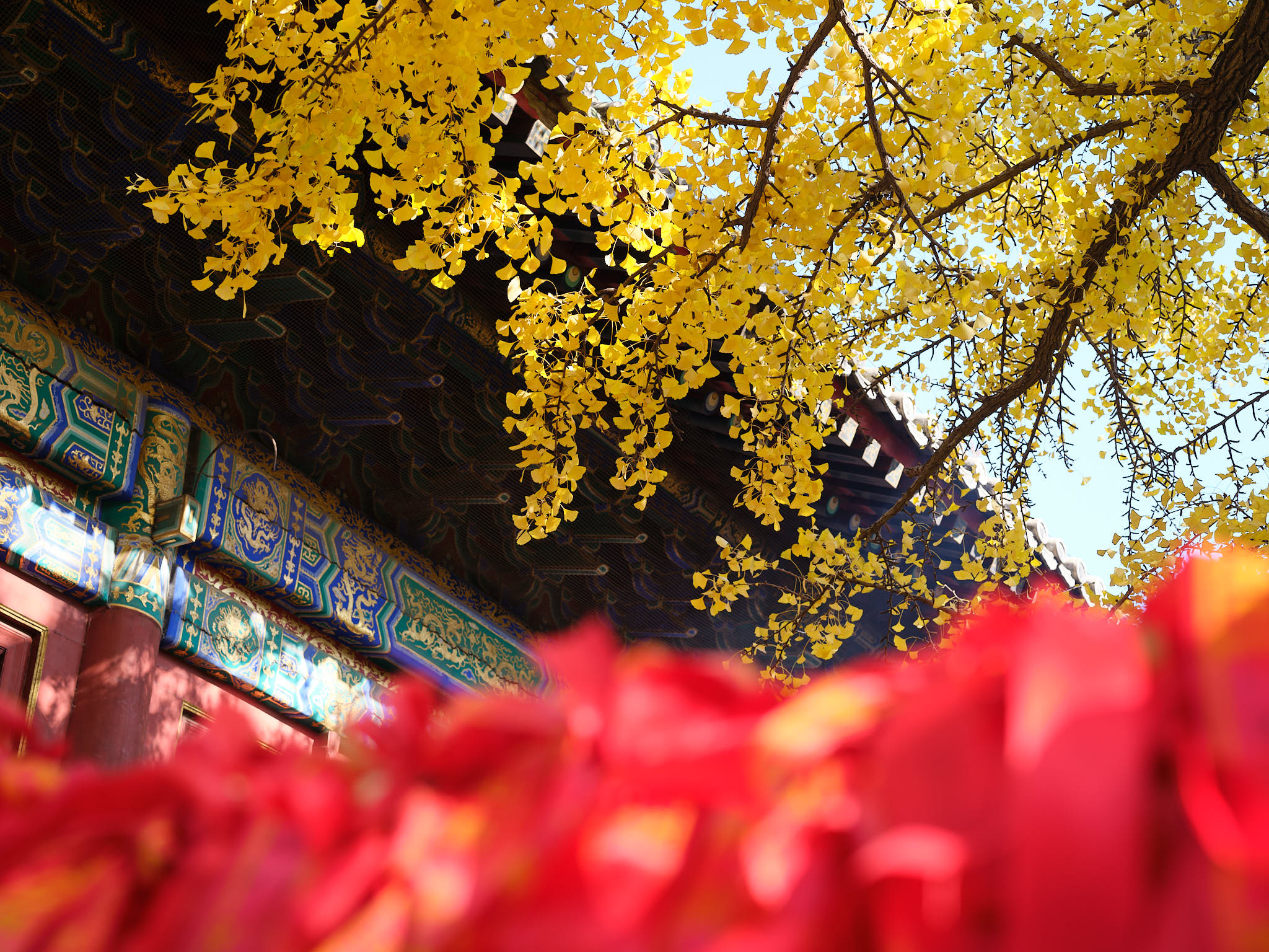 Blurred ribbons in front of temple with yellow autumn leaves in Yanqi Lake of Beijing