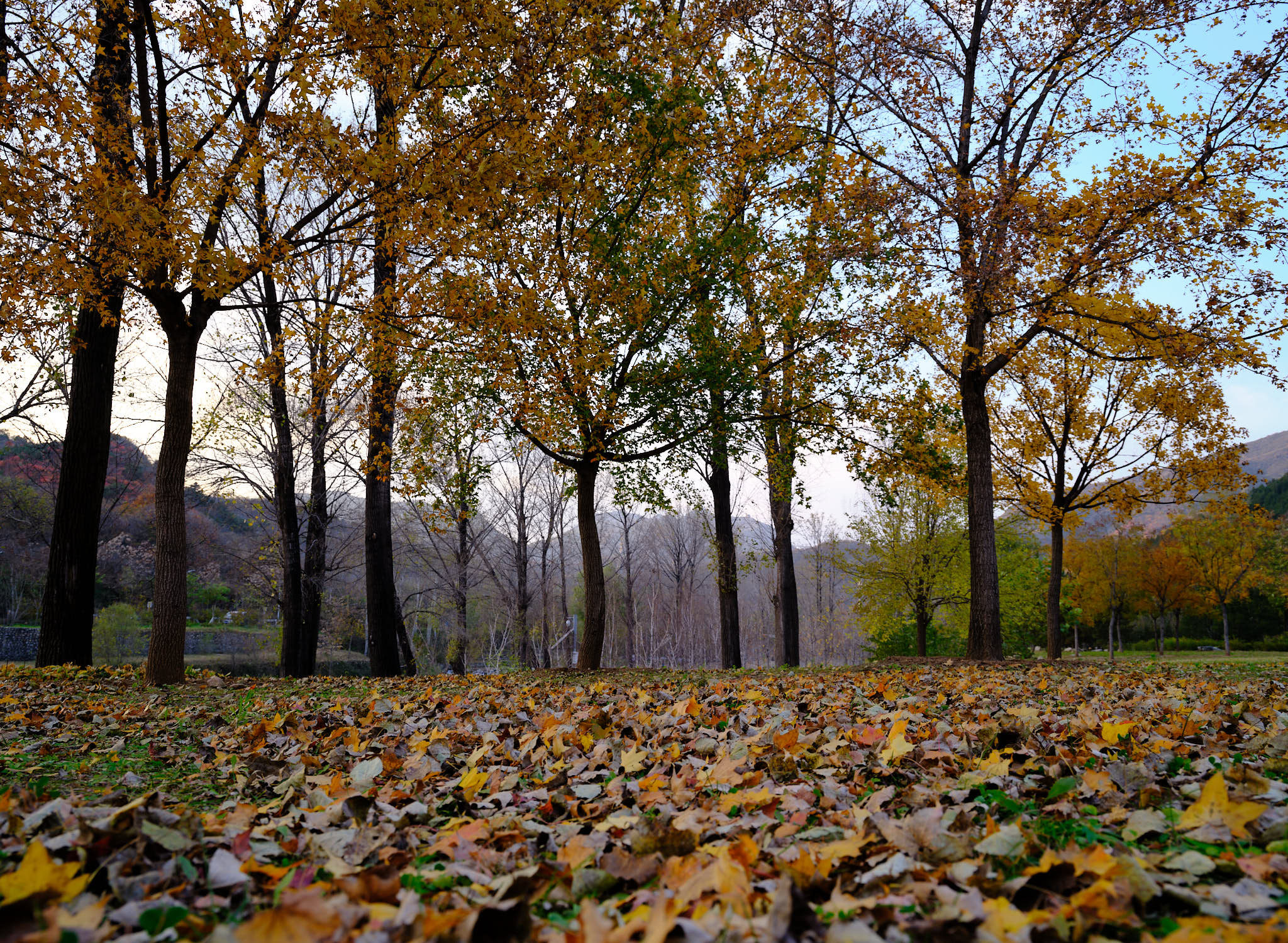 Autumn leaves in foreground with trees in background in Yanqi Lake district of Beijing
