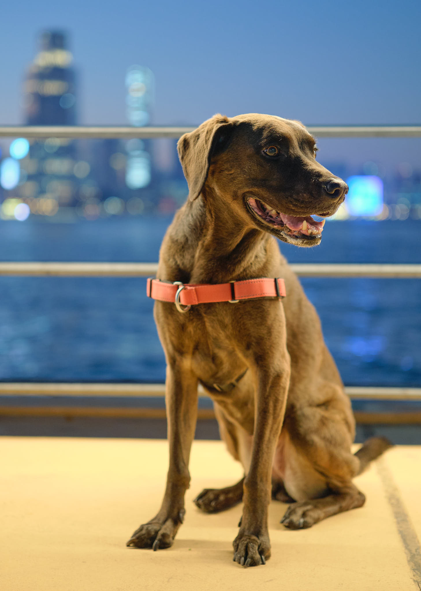 Dog posing at East Coast Park Precinct Fortress Hill Hong Kong