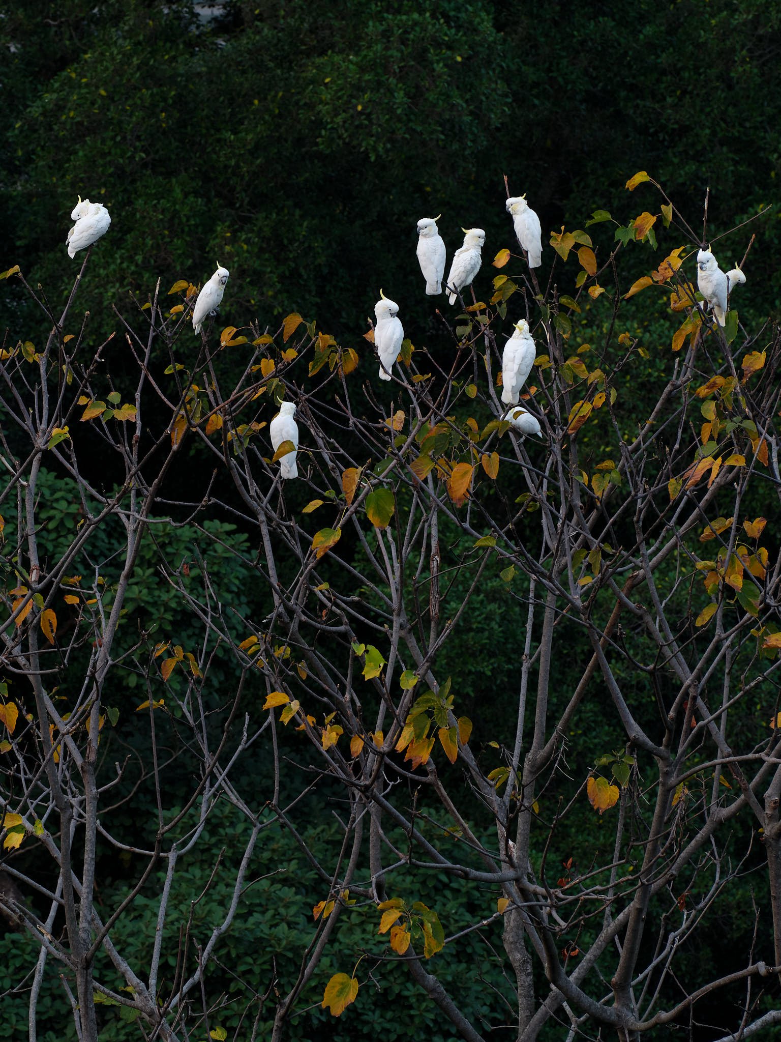 Wild white birds perched in Hong Kong Park