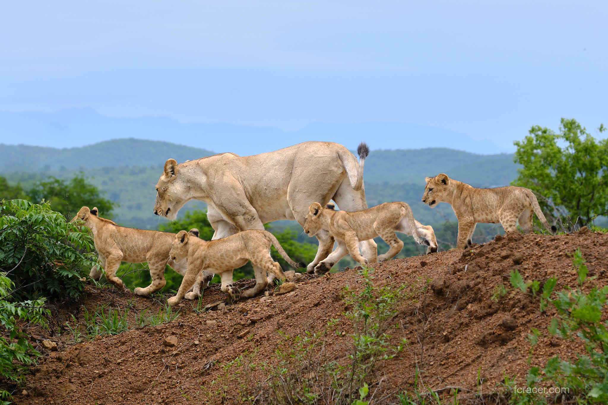 Mikumi National Park, Tanzania – First Safari Experience