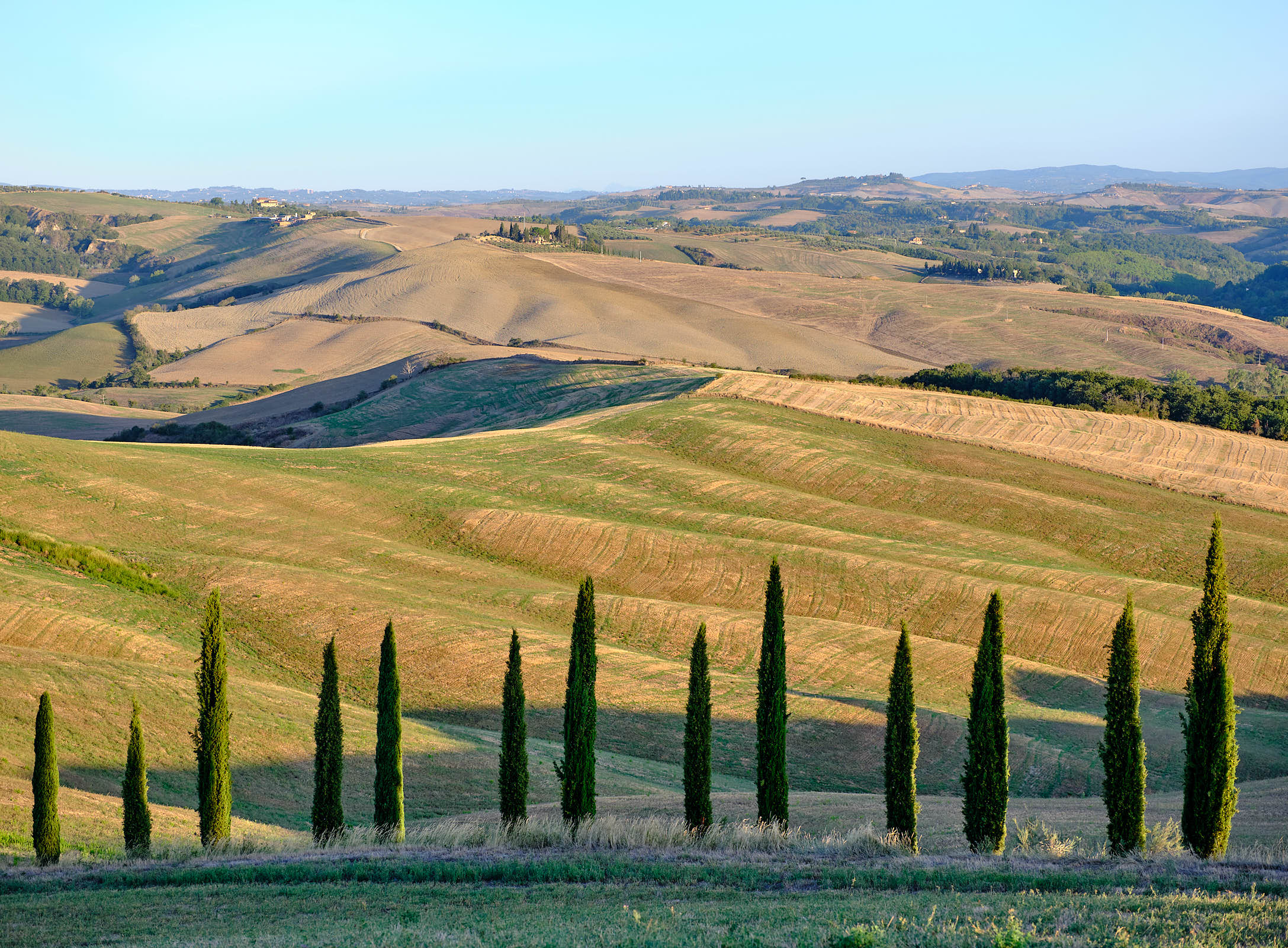 Cypress trees, Val d\'Orcia, Tuscany