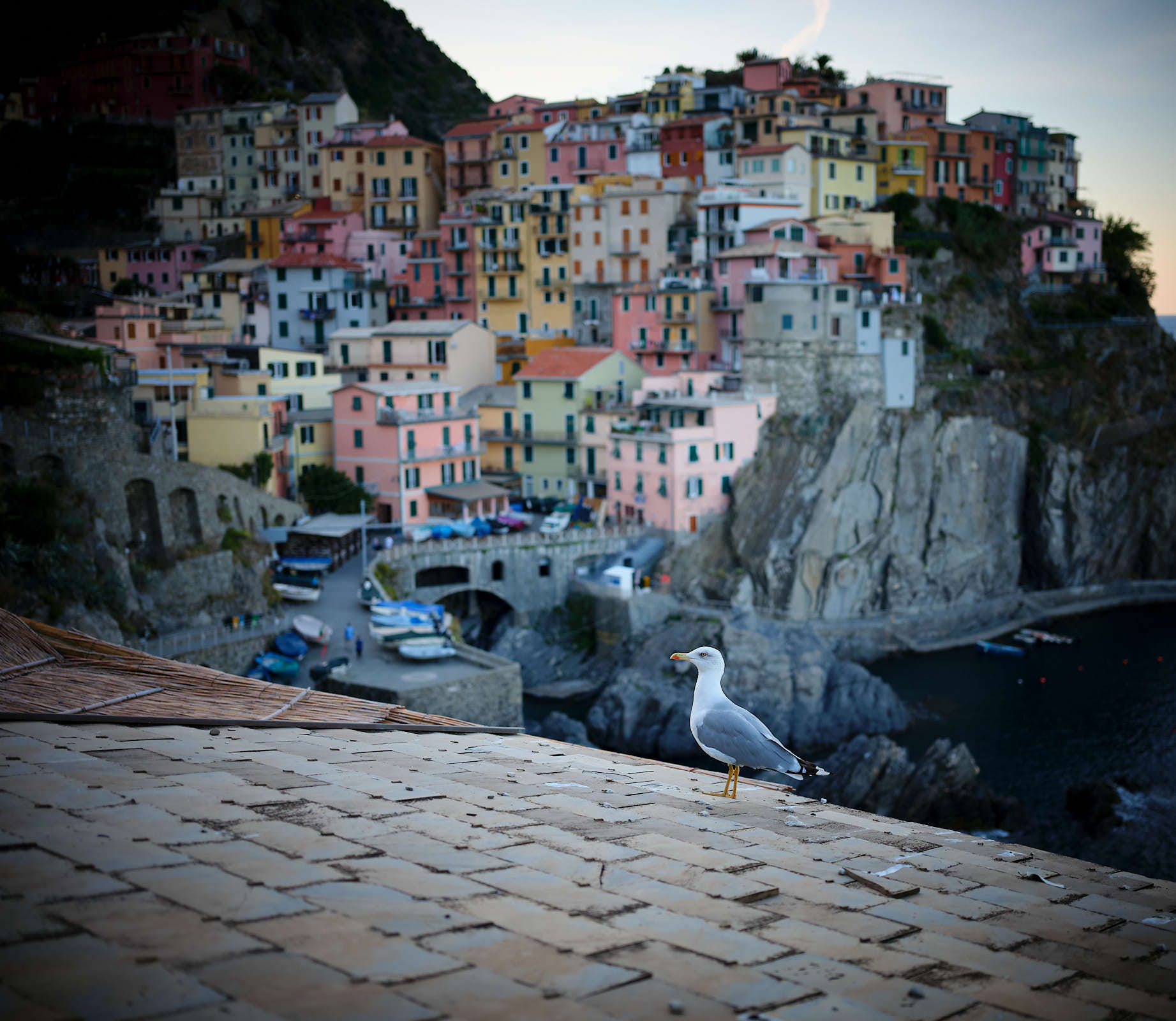 Bird posing in front of Manarola, Cinque Terre