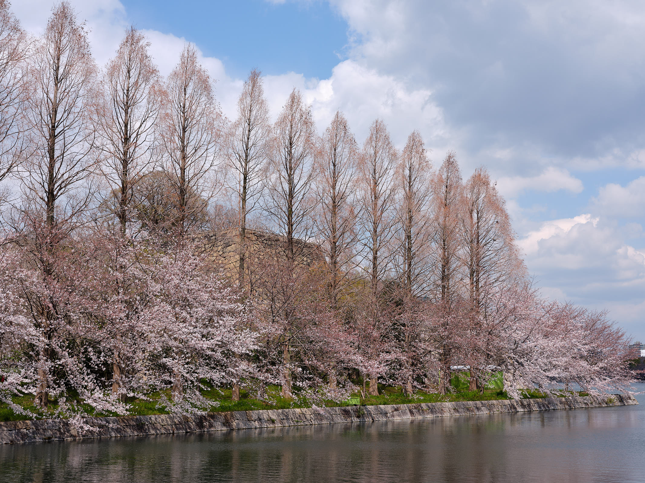 Sakura in Osaka, Japan
