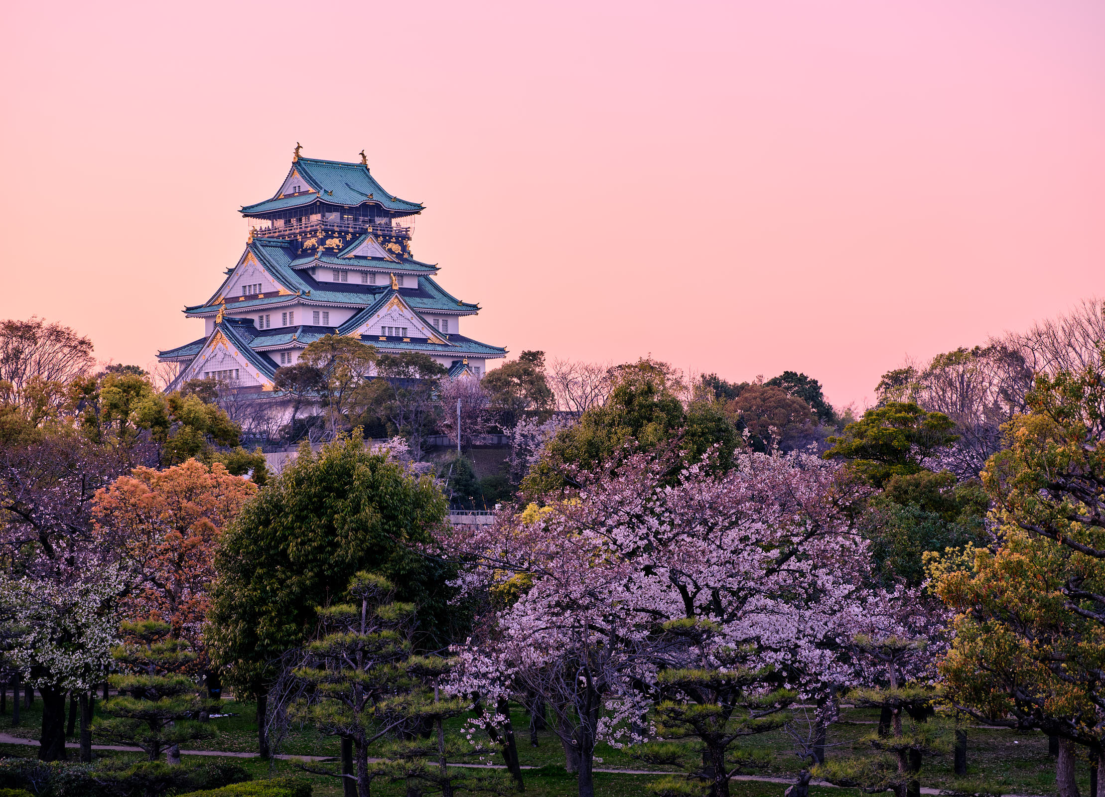 Osaka Castle, Japan at sunset during Sakura season