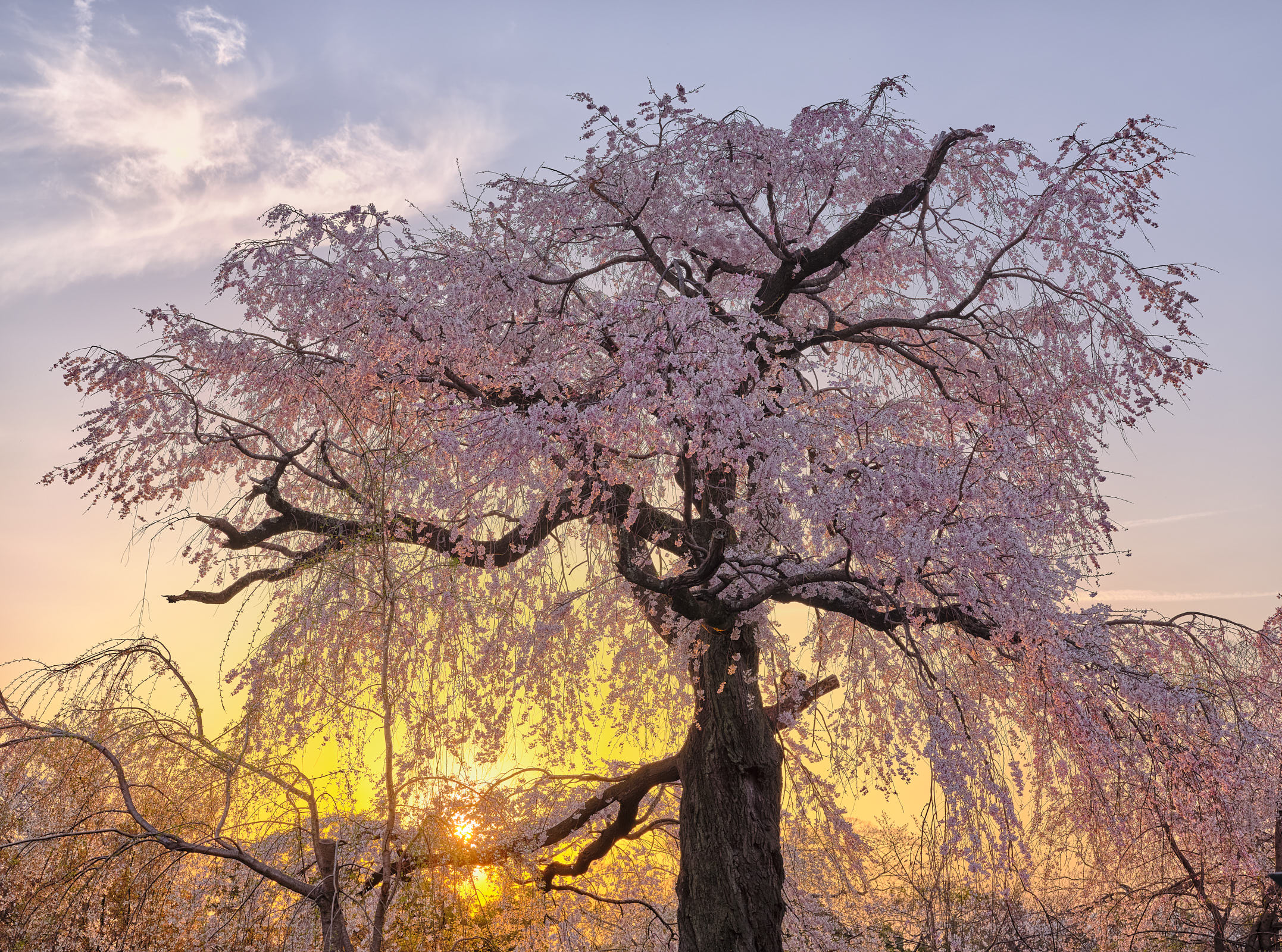 Sakura tree at sunset, Osaka, Japan