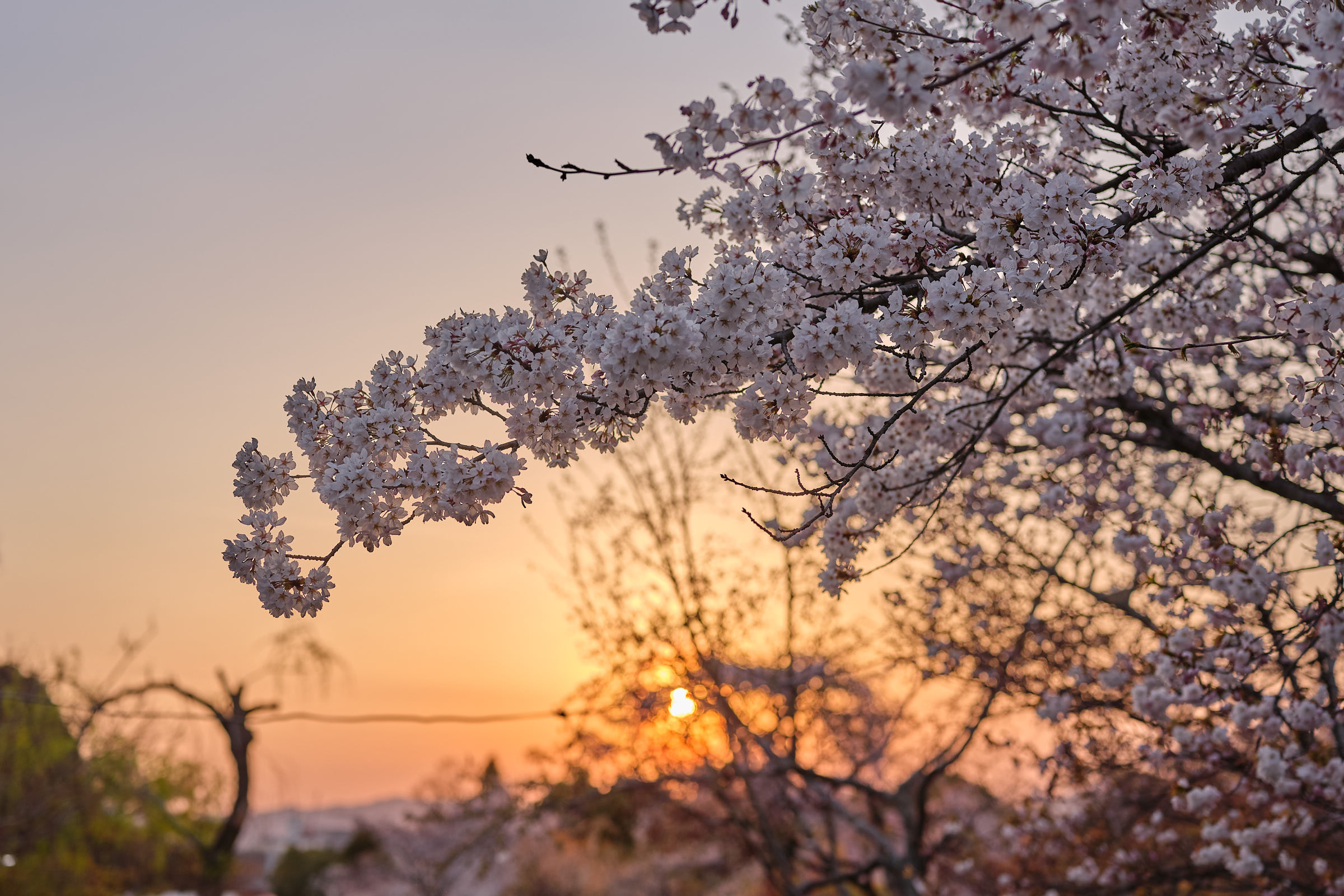 Sakura tree at sunset, Osaka, Japan