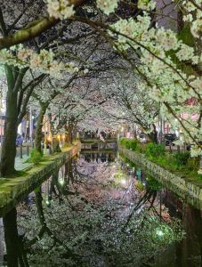 Streets of downtown Kyoto, Japan during peak Sakura