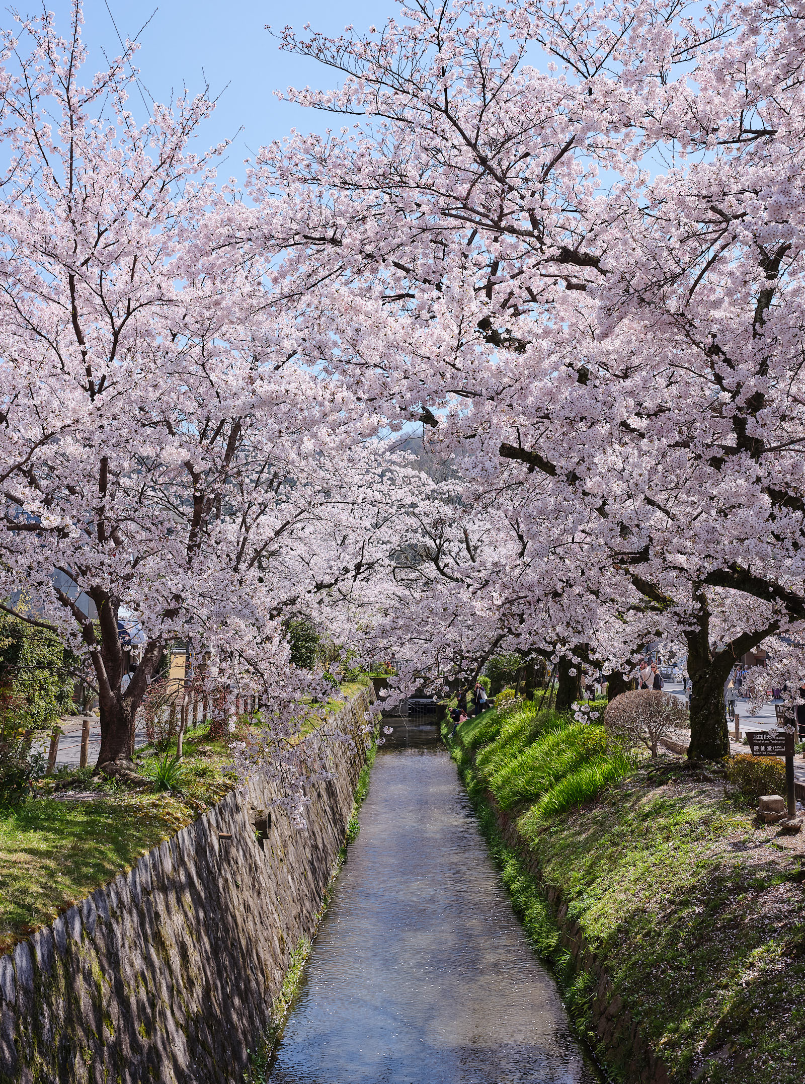 Philosophers Path Kyoto, Japan during peak Sakura