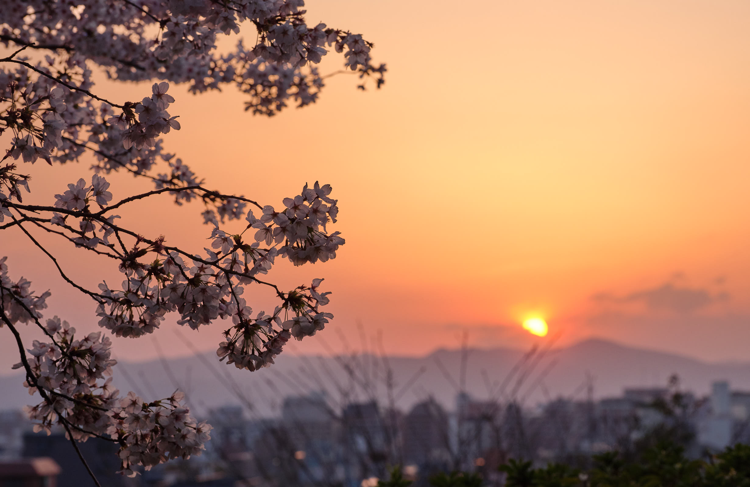 Sakura sunset in Kyoto