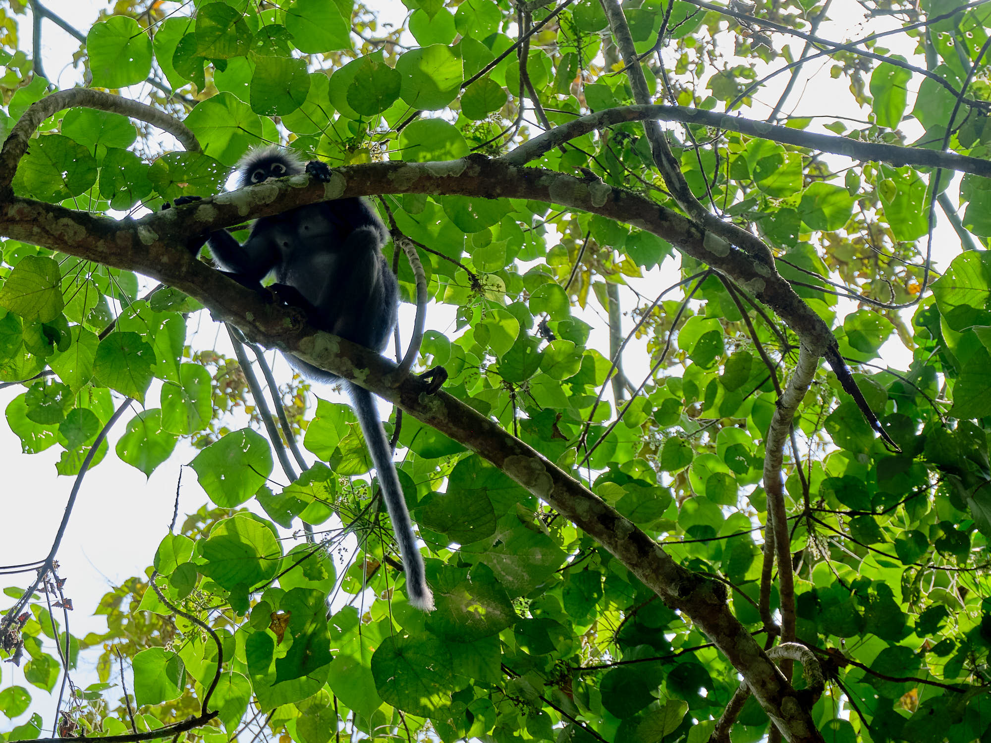 Dusky Leaf Monkey at Penang Hill