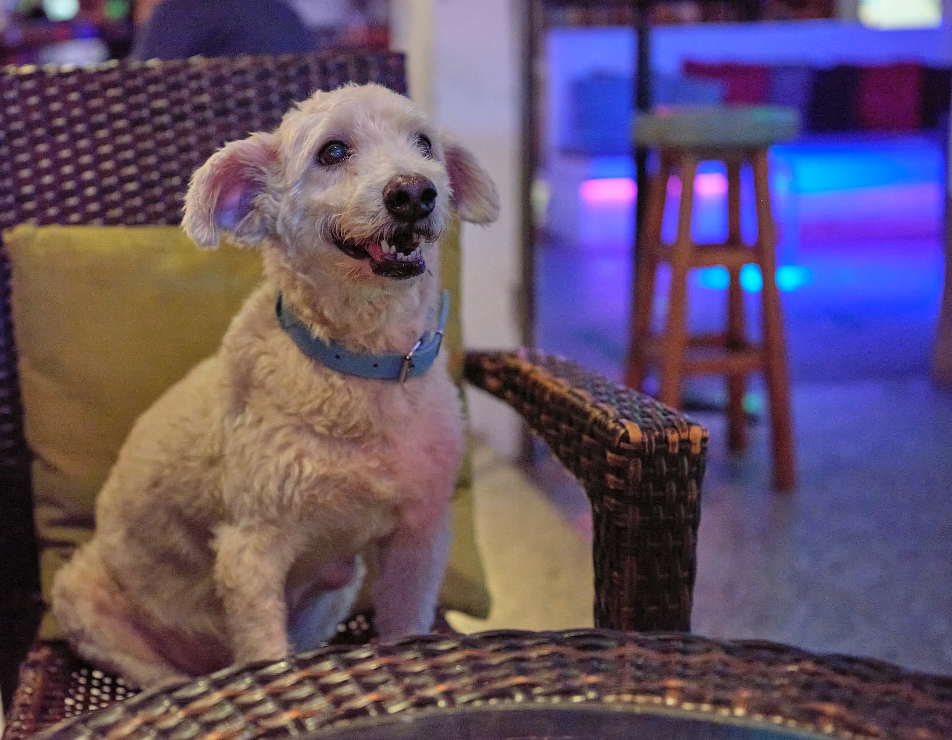 Dog at Pride Bar Koh Samui
