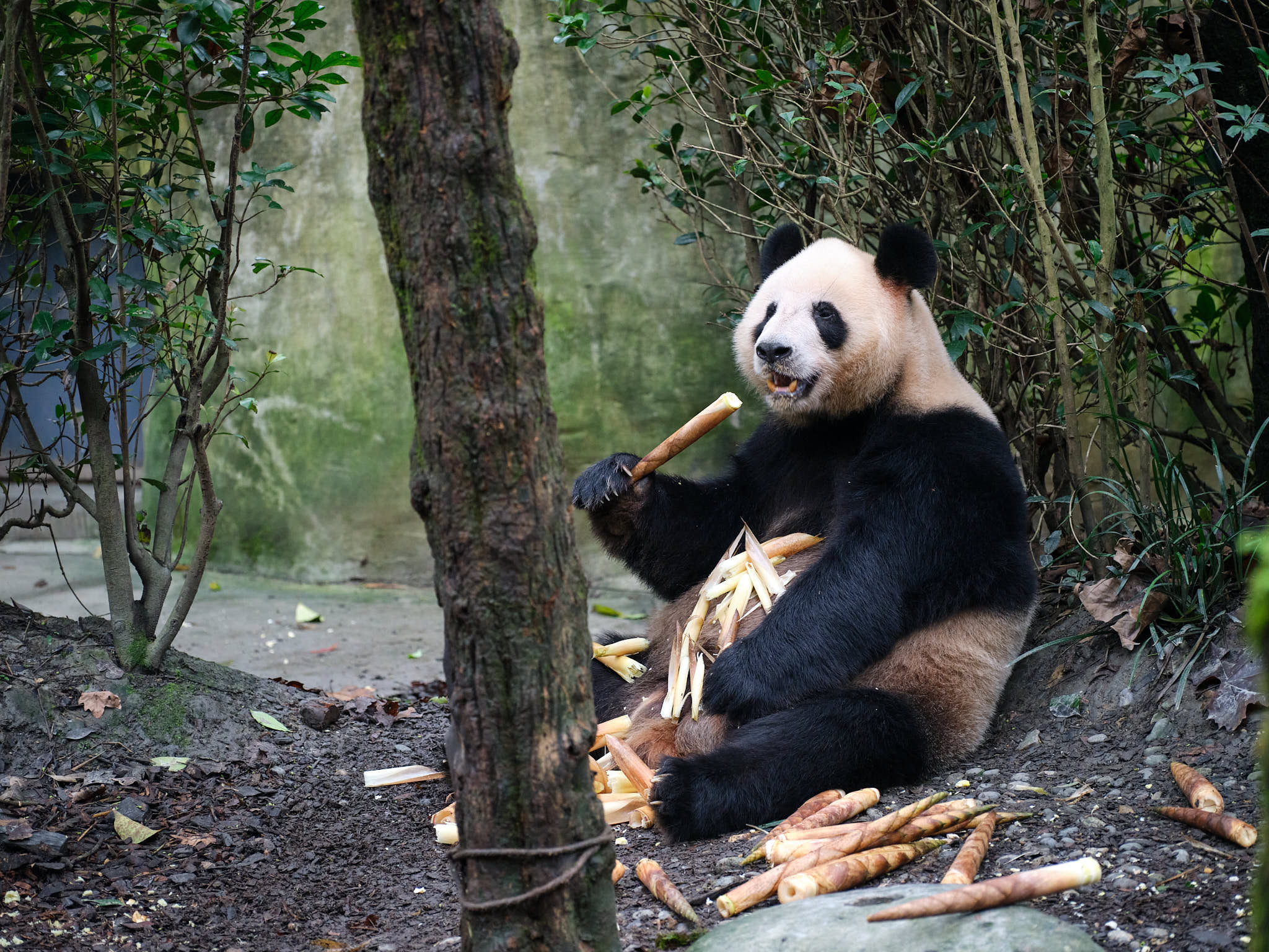 Panda smiling and eating bamboo at Chengdu Giant Panda Research Centre