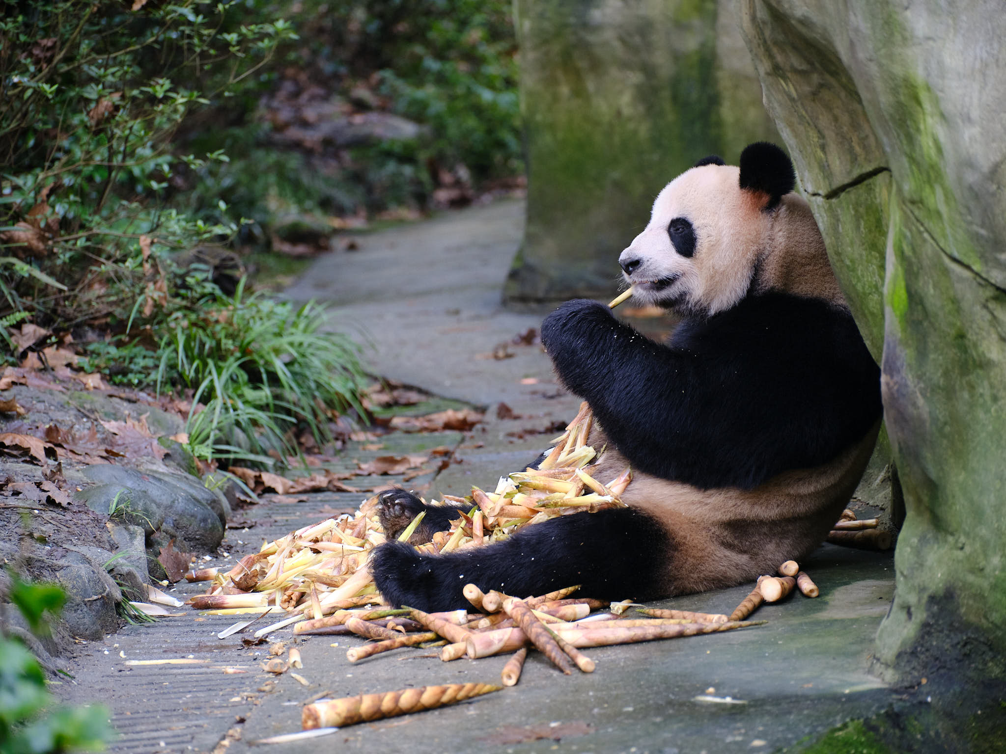 Panda eating bamboo at Chengdu Giant Panda Research Centre