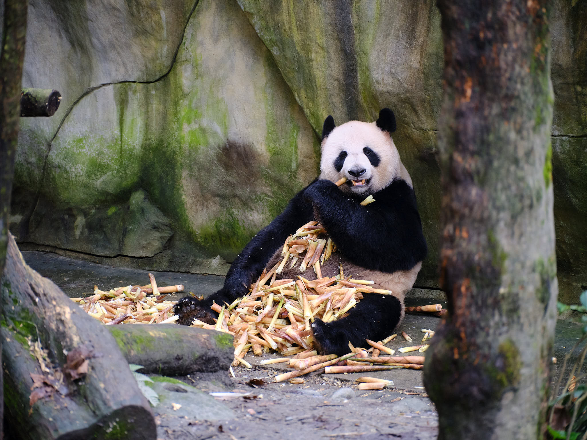 Panda eating bamboo at Chengdu Giant Panda Research Centre