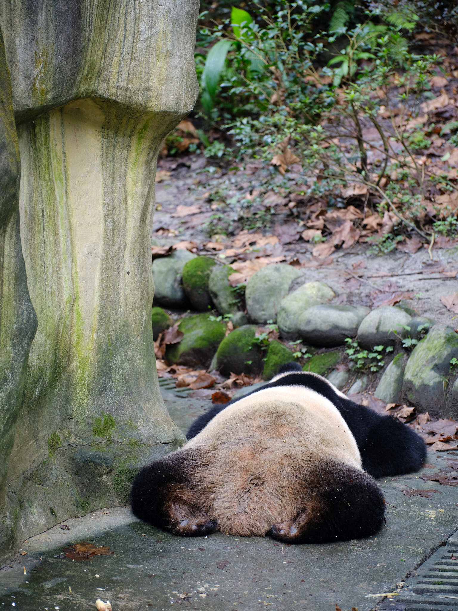 Panda laying flat on his stomach at Chengdu Giant Panda Research Centre
