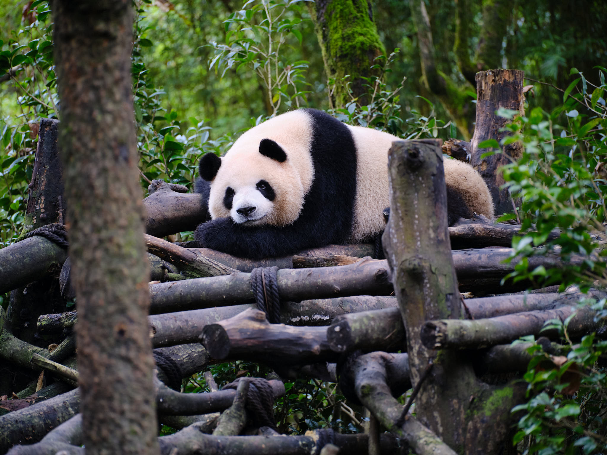 Giant panda sleeping on bamboo tree at Chengdu Giant Panda Research Centre