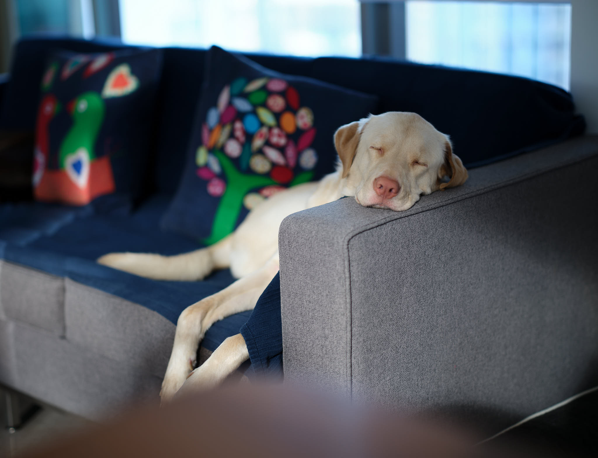 Cute white Hong Kong rescue puppy sleeping on sofa armrest