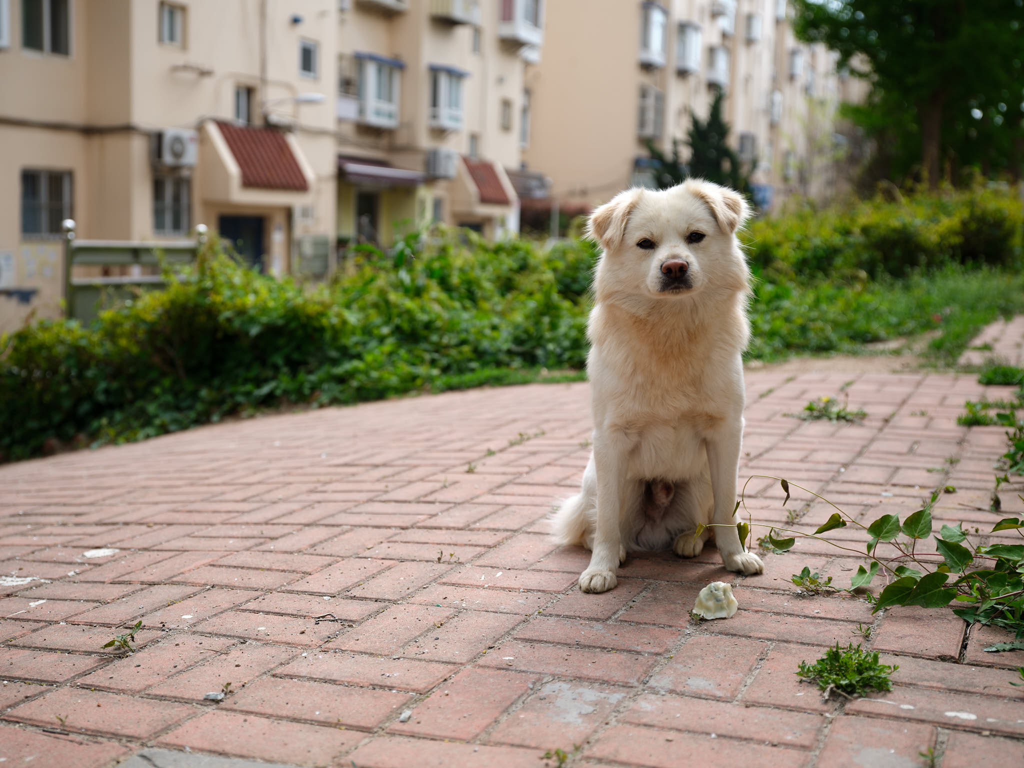 Cute dog refusing food in Qingdao
