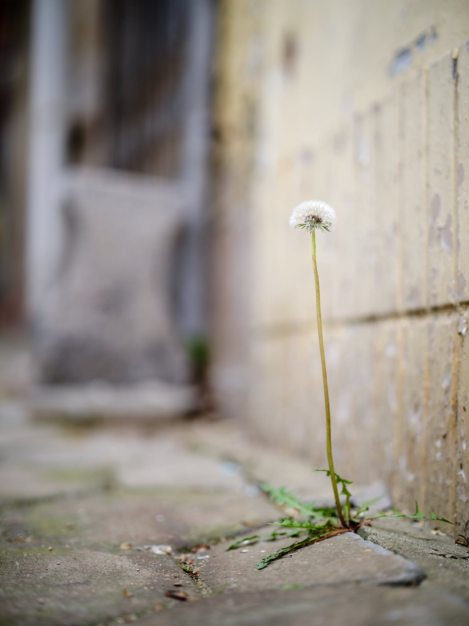 Lonely dandelion in a field of concrete in Qingdao