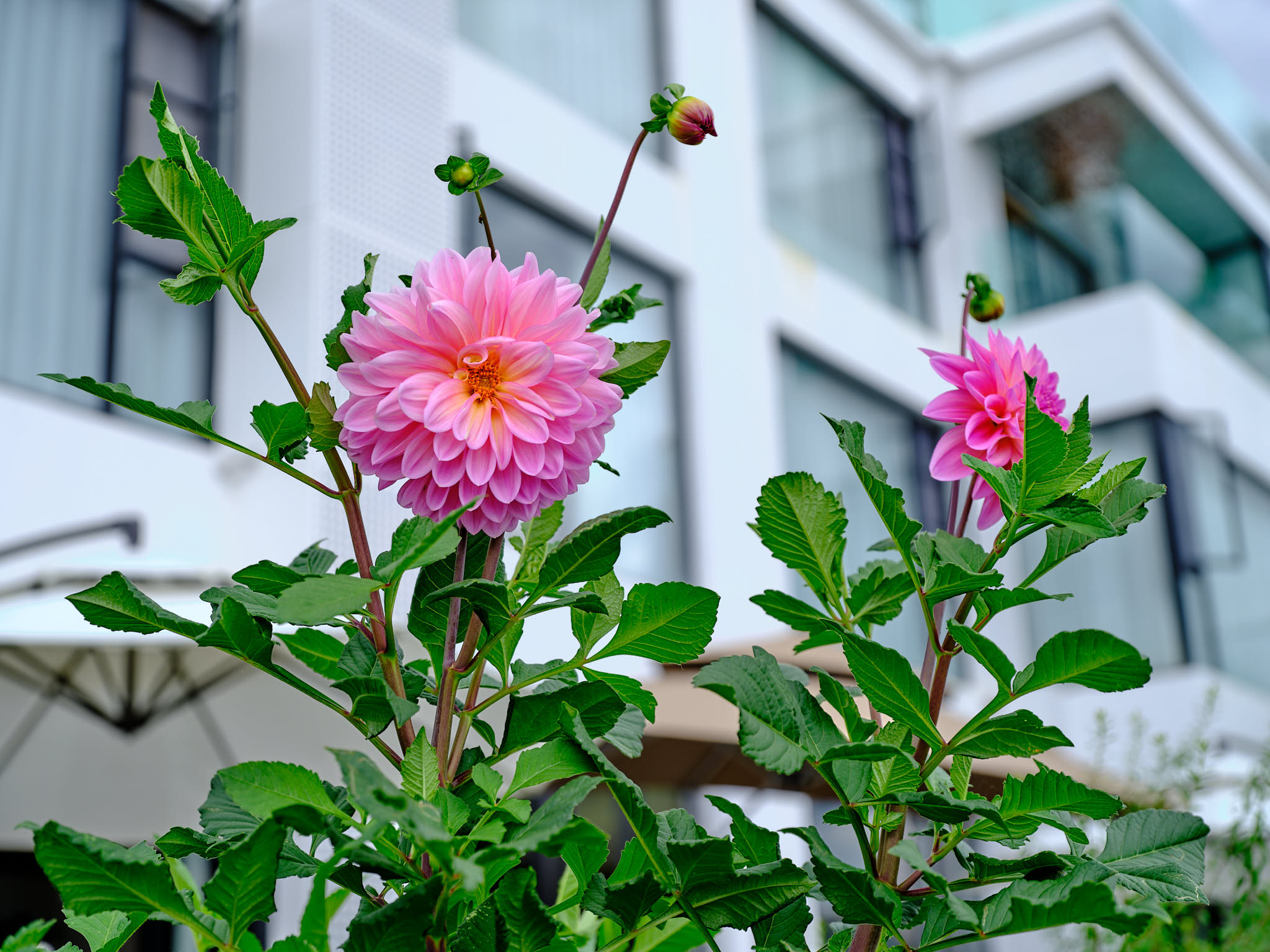 Flowers in front of boutique hotel in Shuanglang