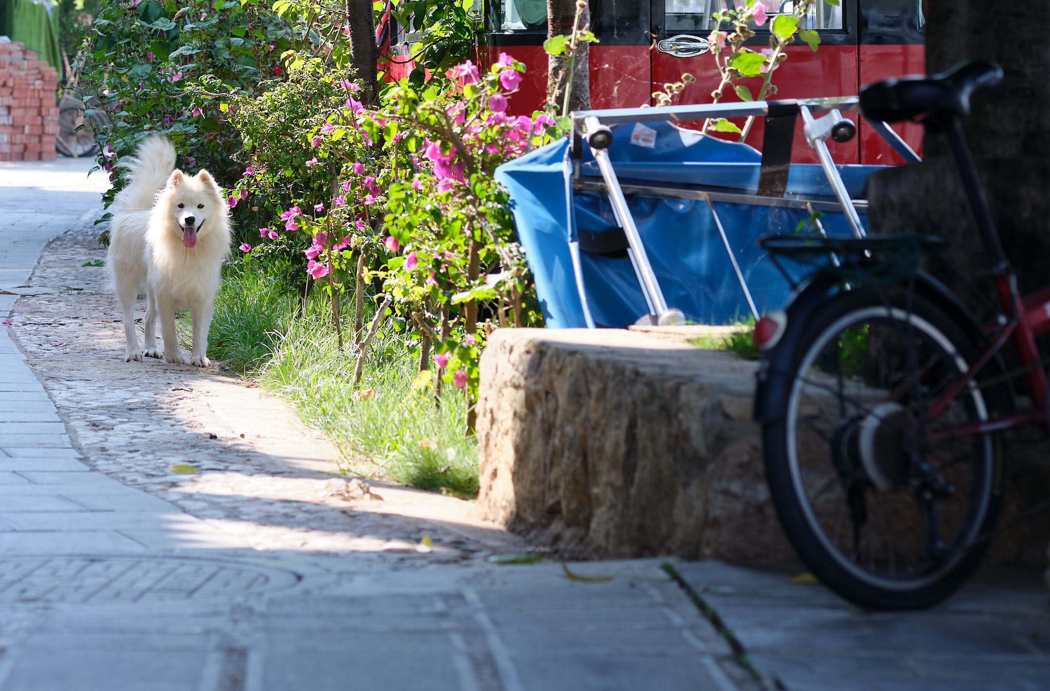 Disabled dog befriended me on Jinsuo Island