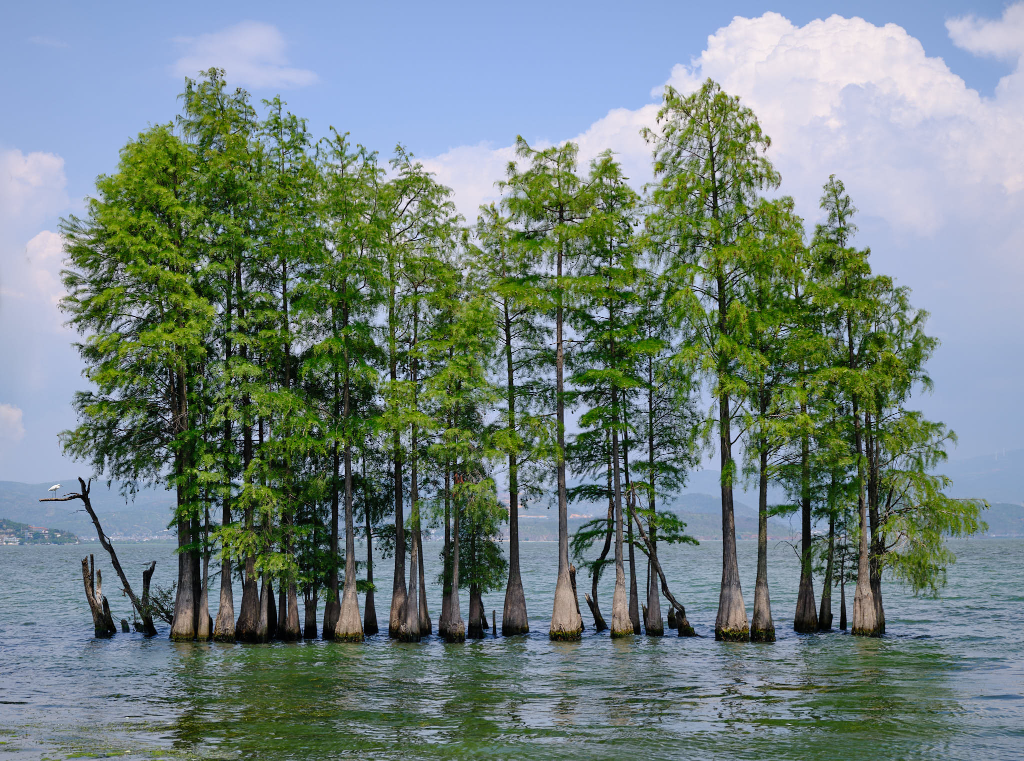 Trees growing from within Erhai Lake
