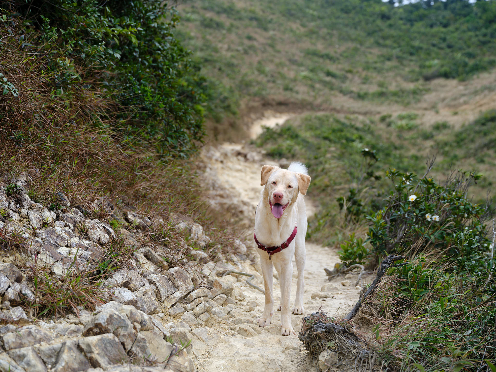White Hong Kong rescue puppy out for a hike