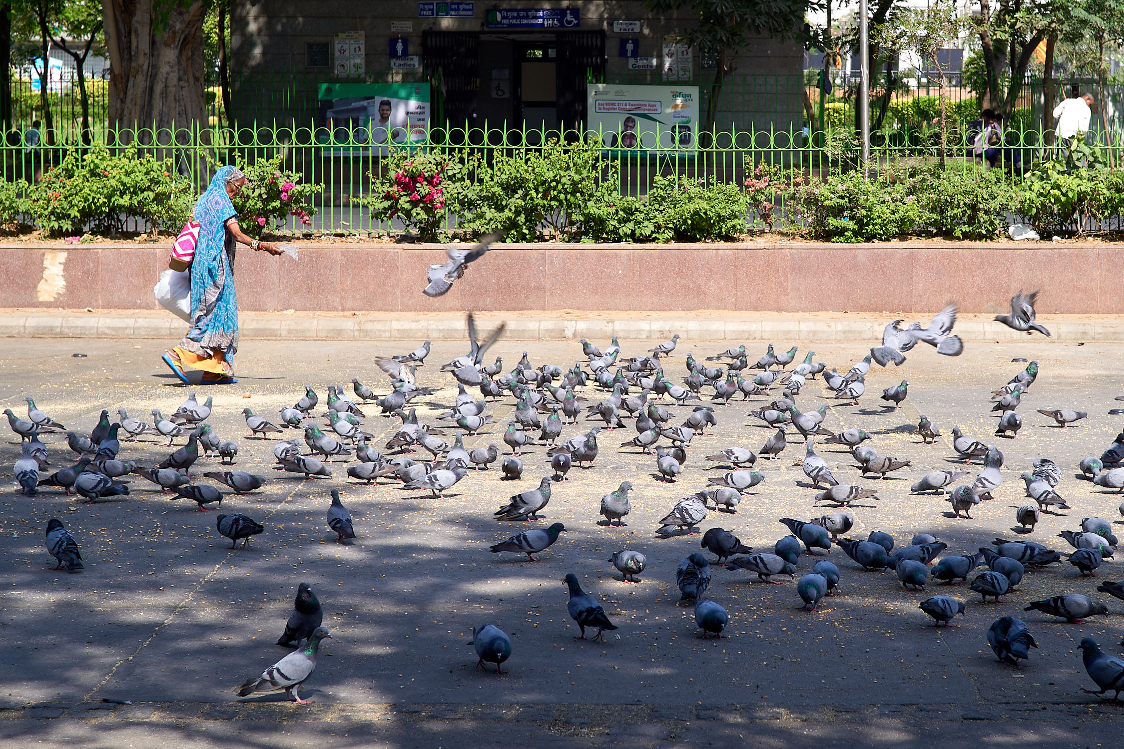 Woman feeding pigeons in Delhi