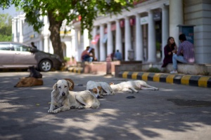 Street dogs in CP area of Delhi