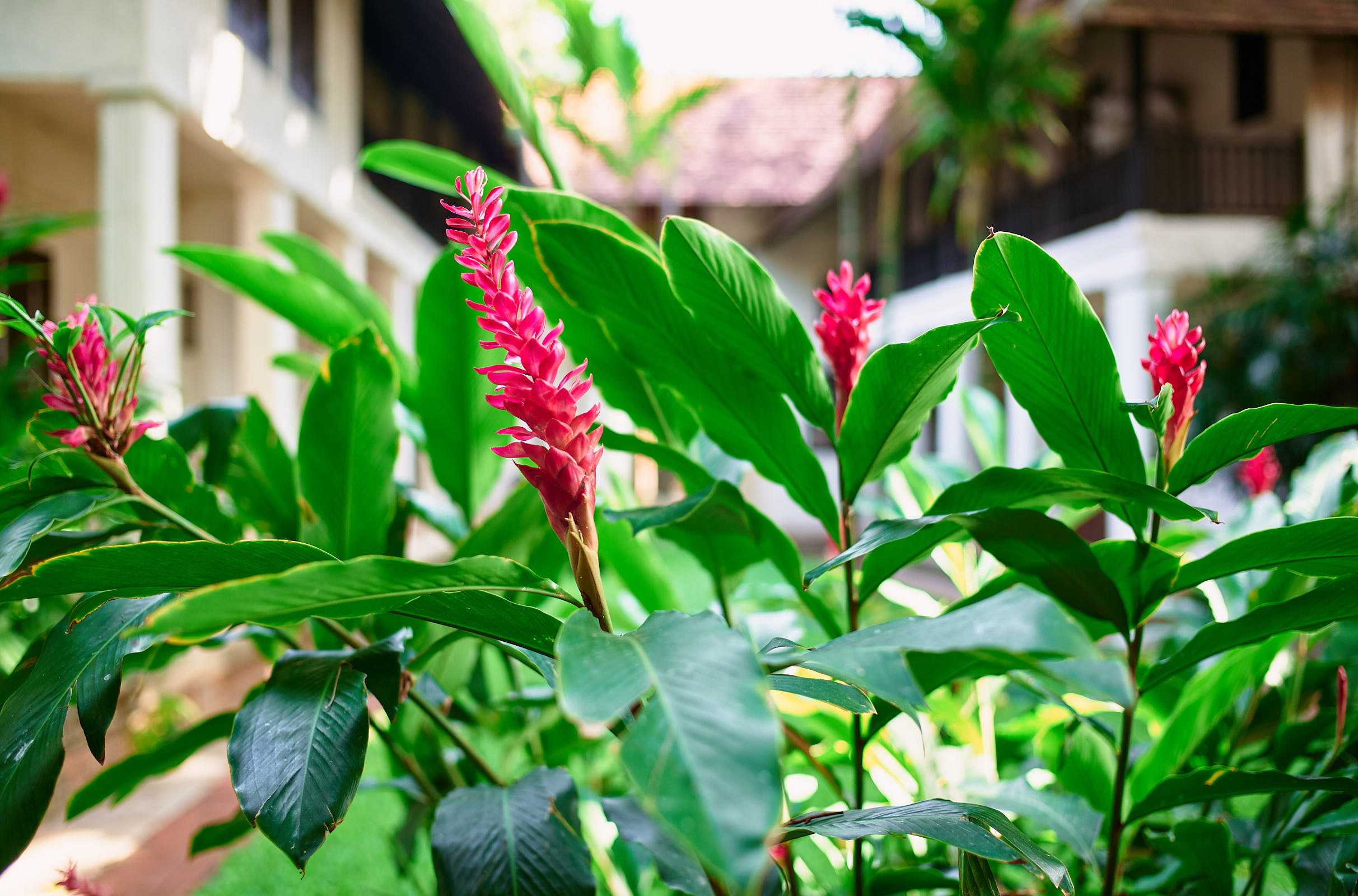 Garden in hotel Chiang Mai