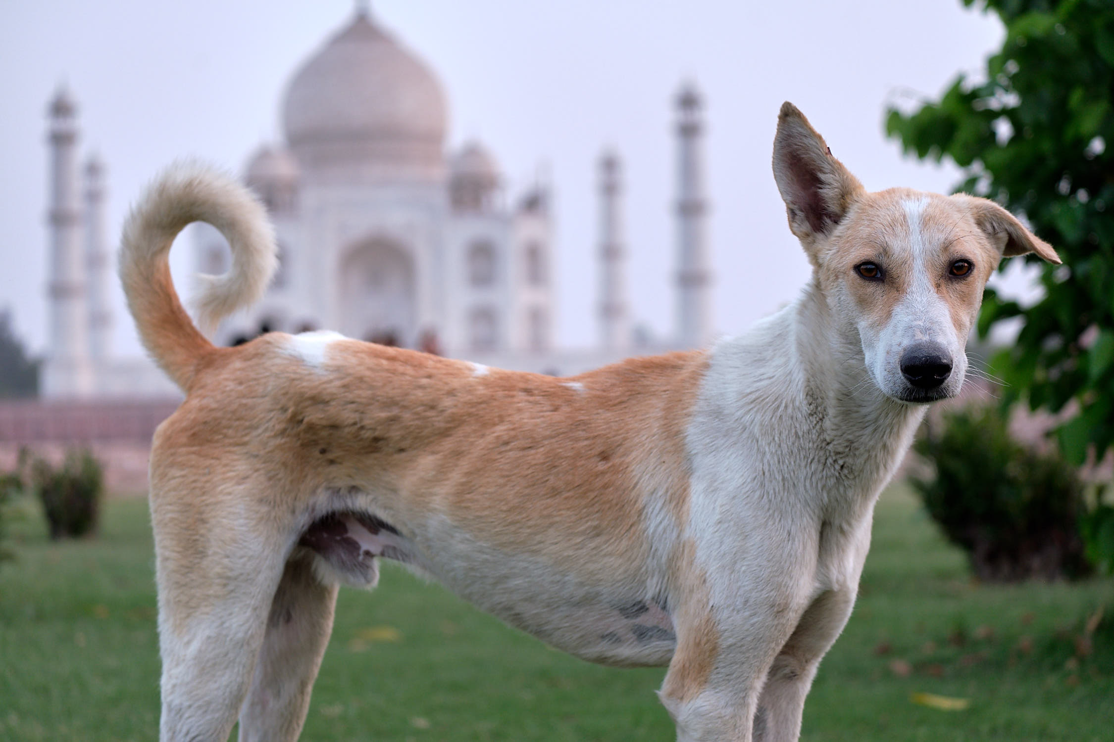 Stray dog at Taj Mahal