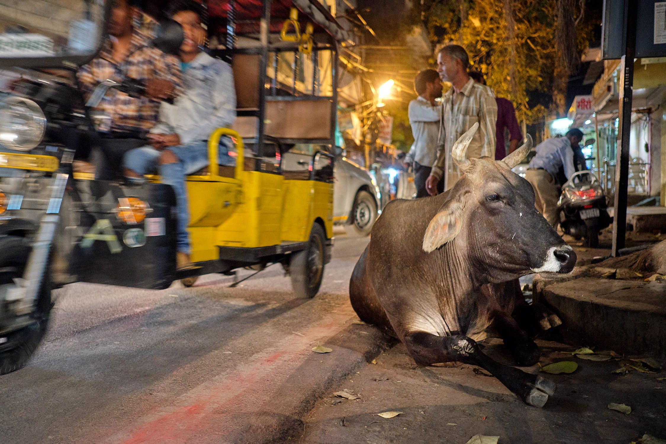 Cow in traffic in Jaipur, India