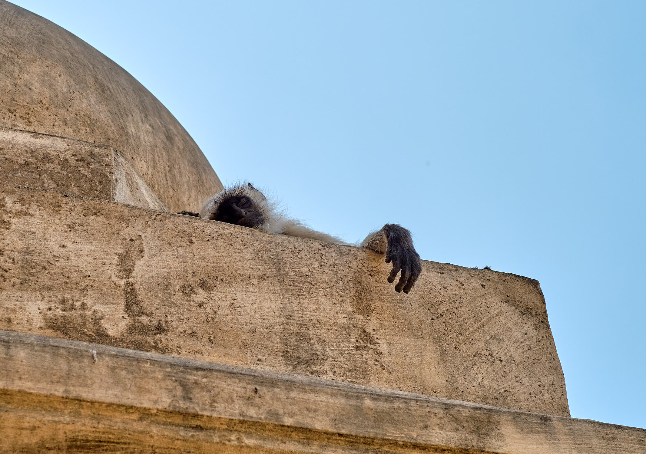 Monkey in Amer Fort, Jaipur