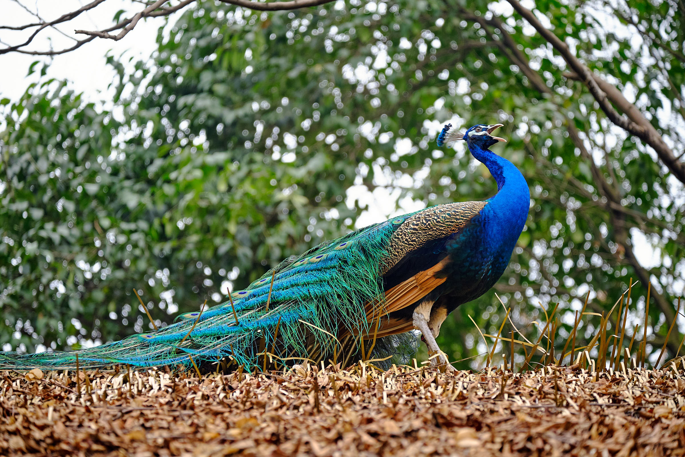Peacock at Chengdu Panda Reserve