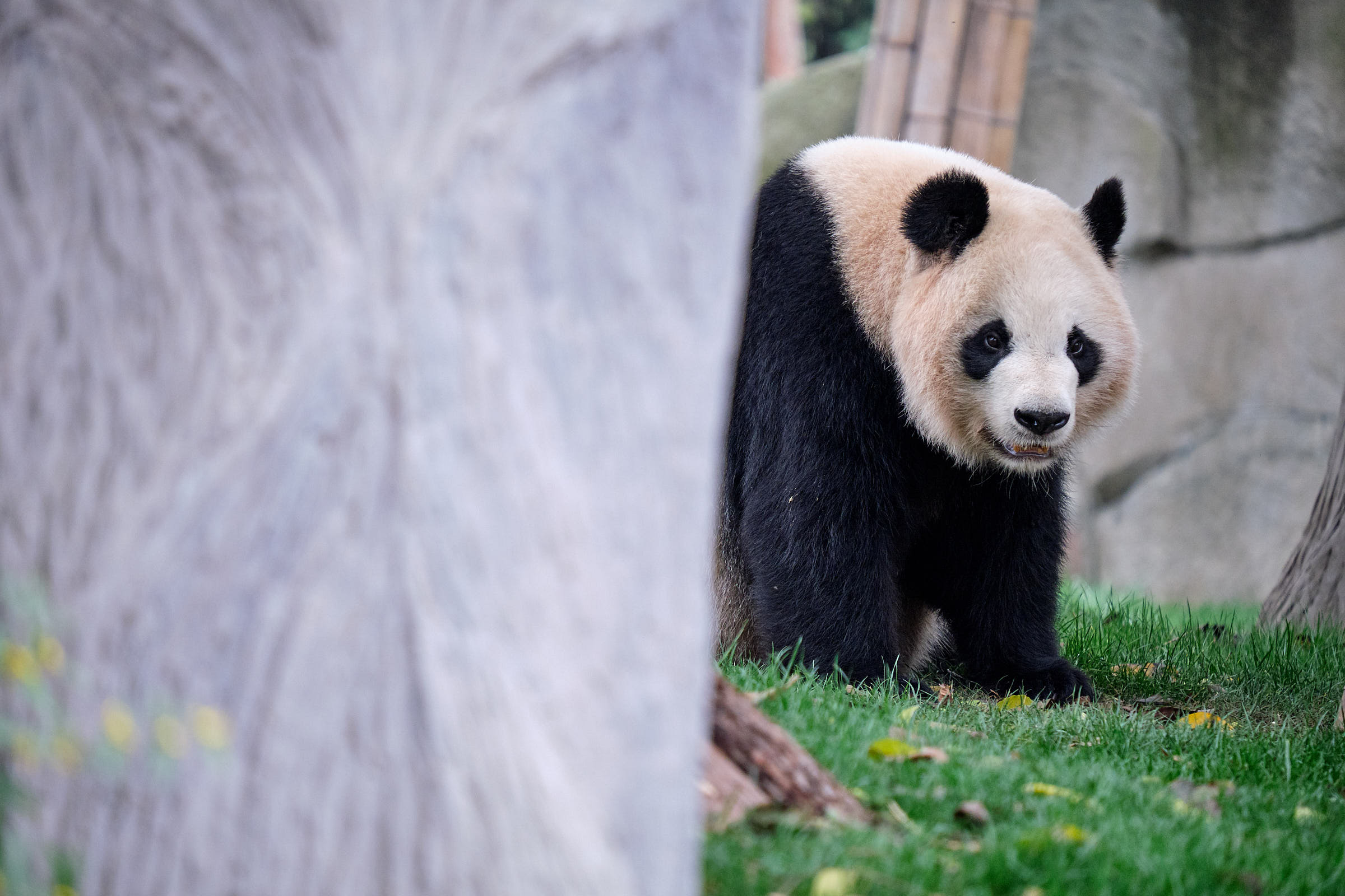 Panda at Chengdu Panda Reserve