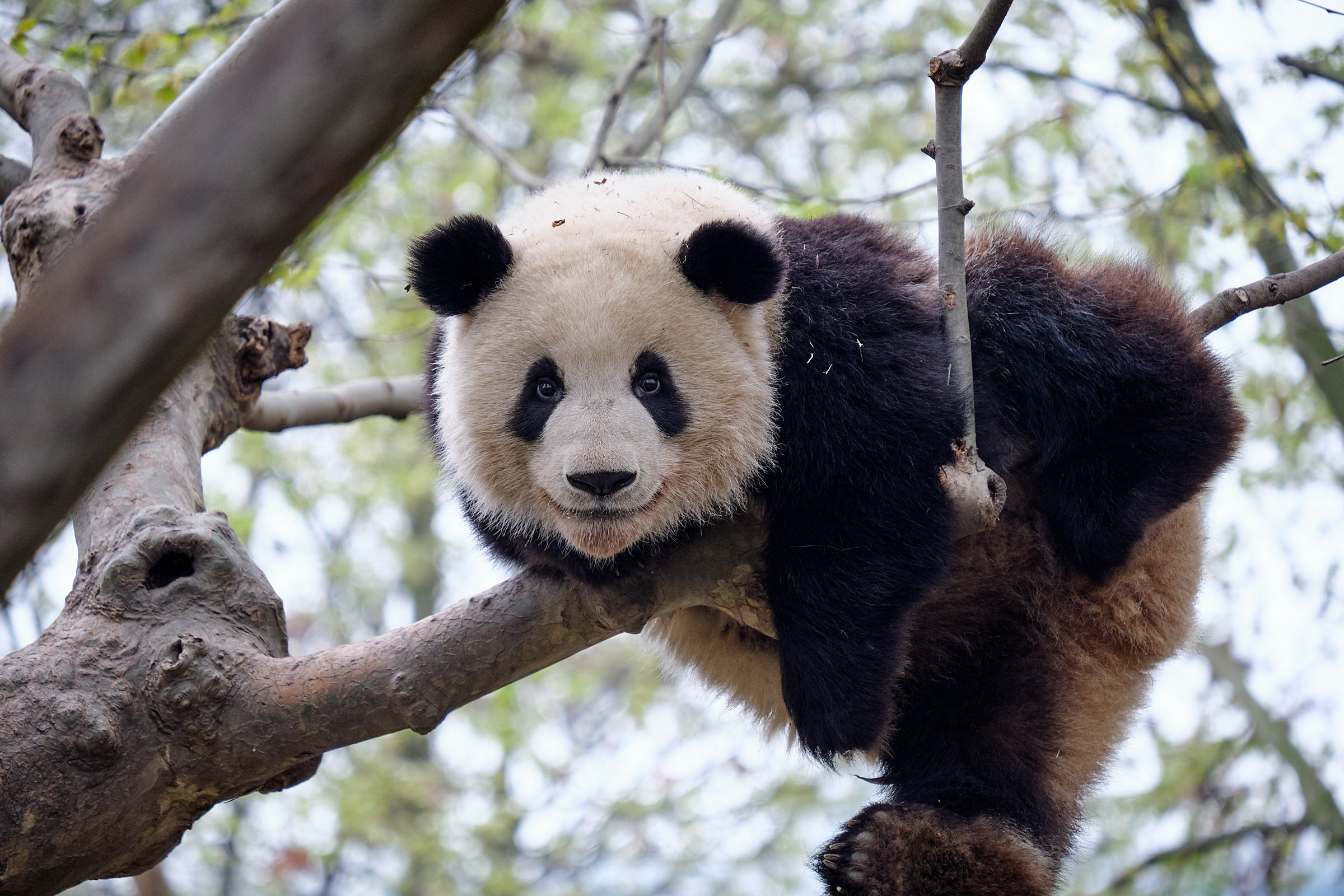 Panda at Chengdu Panda Reserve