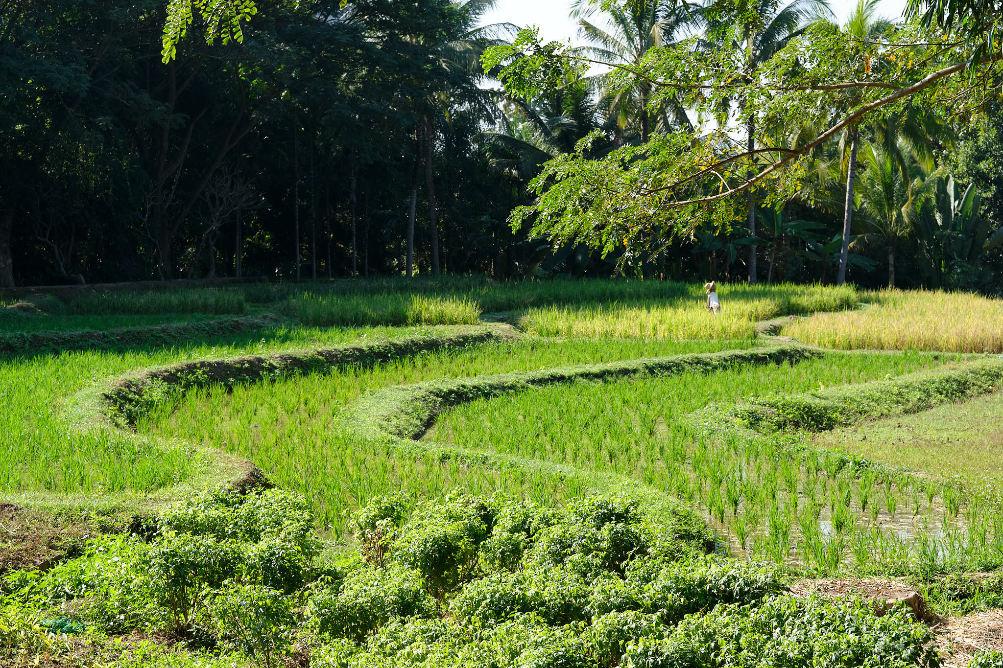 Rice field, Xishuangbanna